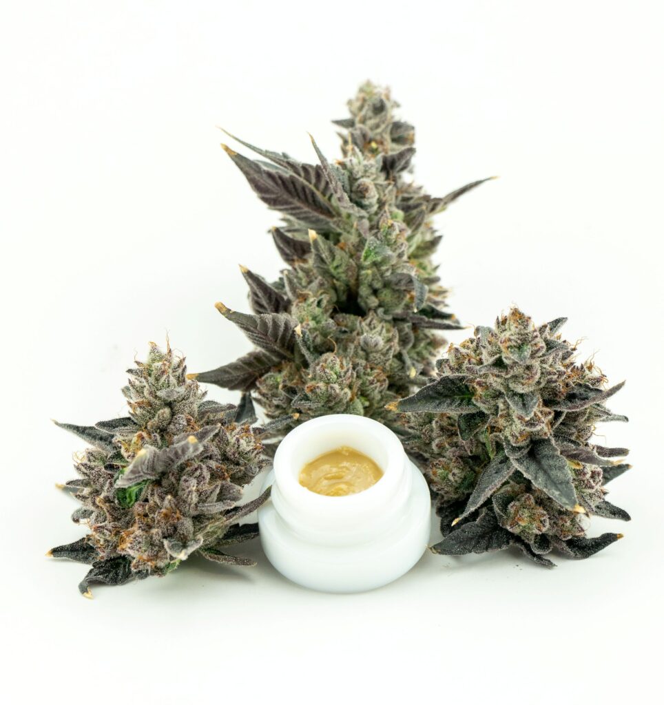 Open white pop-vac jar full of a Gorilla Glob - Globe is Golden in color with a caramel putty consistency in looks placed in front of freshly harvested flower tops to display the life cycle of the product.